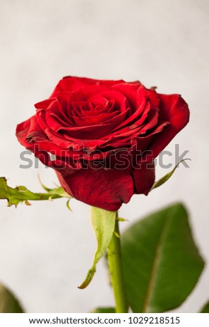 Bud of red rose on grey blurred background. Shallow depth of field