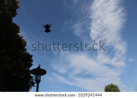beautiful sky, picture of a flying pigeon ,free bird enjoying nature,