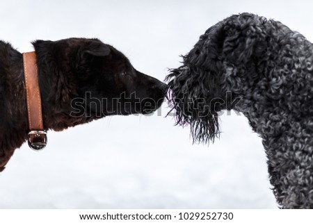 Where does the dog sniff each other