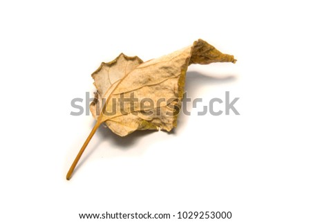 Dried bay leaf on white background. The  leaf tree on white background