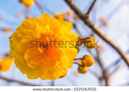 Cochlospermum religiosum or Buttercup flower, Yellow flower in soft focus