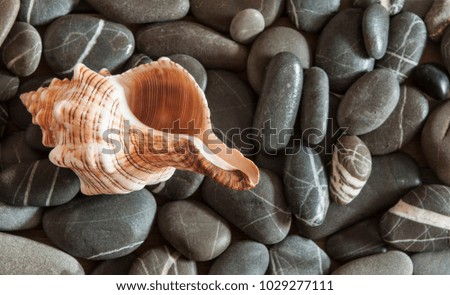 many stones and sea shells