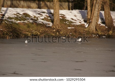 Birds which swim in a lake frozen with an icy water, surrounded with snow. It is in the day and in winter season. Shooting without character, outdoor. 