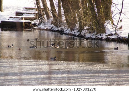 Birds which swim in a lake frozen with an icy water. It is in the day and in winter season. Shooting without character, outdoor. Pond of the Mute in the city of Elancourt in France.