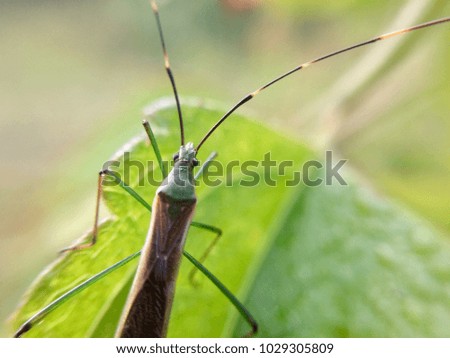 A macro picture of insect hanging at the leaf with beautiful green background