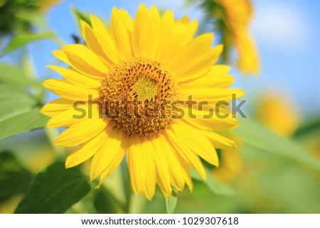 a photo of sunflower