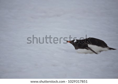 portrait of a gentoo penguin, antarctic peninsula, antarctica
