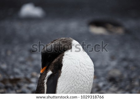 portrait of a gentoo penguin, antarctic peninsula, antarctica