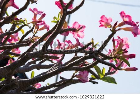 Azalea flower in blooming season on sky background, In Thailand called "DOK-CHUANCHOM"