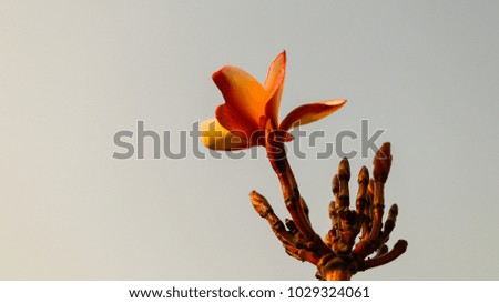 Plumeria flowers (plumeria).frangipani tropical flower, plumeria flower are bloom