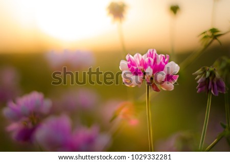 Clover on the sunset background