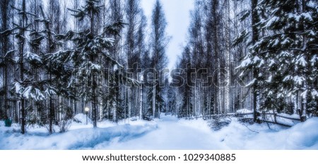Spruce forest is in winter under the snow