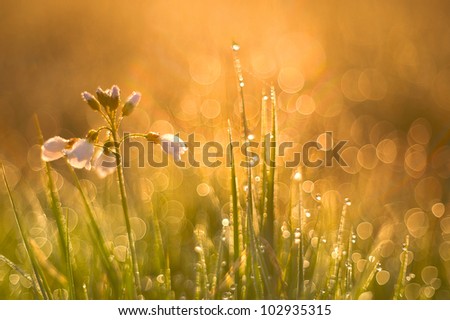 meadow in the morning with dew drops