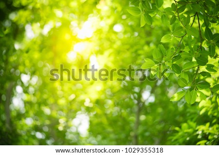 Nature of green leaf in garden at summer. Natural green leaves plants using as spring background cover page environment ecology or greenery wallpaper Royalty-Free Stock Photo #1029355318