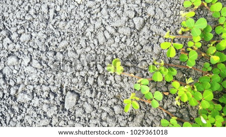 clover leaves background on stone/concrete surface, suitable for saint patrick's day wallpaper 