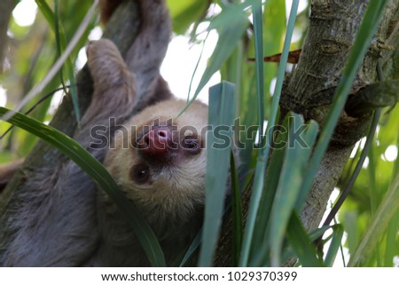 Baby Sloth from Costa Rica