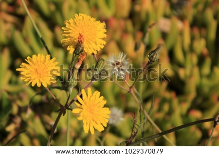 Beautiful and colorful Taraxacum Officinale flower