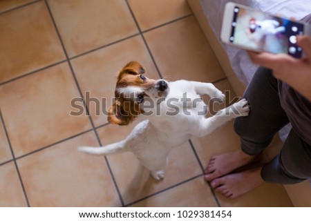 woman taking a picture with mobile phone of her cute small dog. Home, pets indoors and lifestyle.