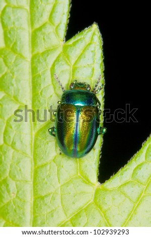 metallic leaf beetle on a green leaf