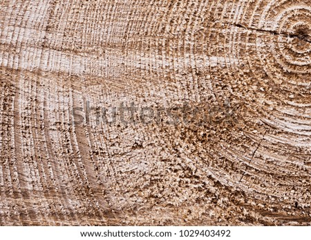 Surface of a cut tree trunk. Wood texture, top view (background)