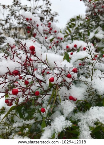 Beautiful red berries covered by the snow in Portland Oregon USA, amazing weather, red  Christmas berries