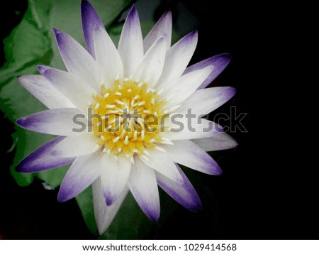 white-purple lotus on dark background, waterlily