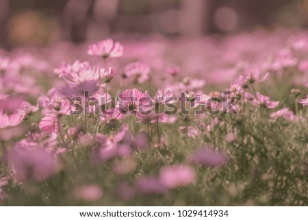 pink flower Abstract in garden for background