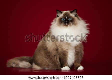 Fluffy beautiful white cat ragdoll with blue eyes, posing lying on red background.