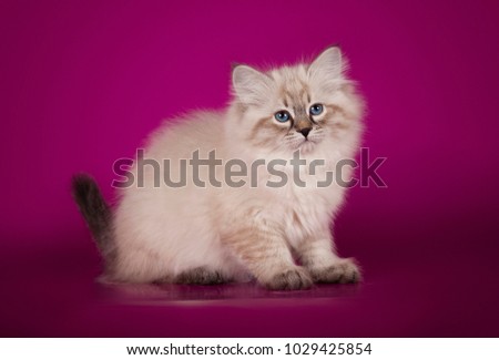 Fluffy beautiful white kitten of Neva Masquerade with blue eyes, three months old, posing sitting on purple background.