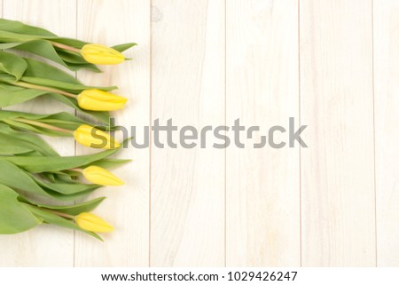 Yellow tulips on white wooden background, studio picture