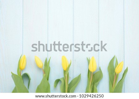 Yellow tulips on blue wooden background, studio picture