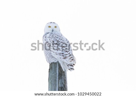Snowy Owl Perched  on White Background, Isolated