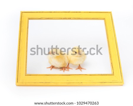 two yellow chickens in a wooden photo frame isolated on white background.