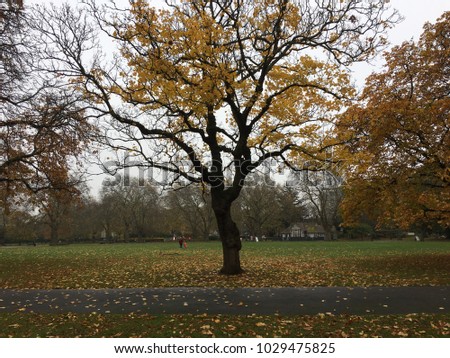 Morning jogging in Kennington Public park autumn trees season weather changing leaves colour change from green to yellow orange and brown start dropping on the ground London England