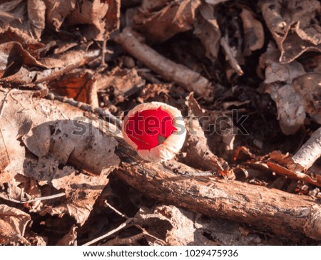 beautiful red close up growing mushroom cap forest floor february spring - scarlet elf cup; essex; england; uk