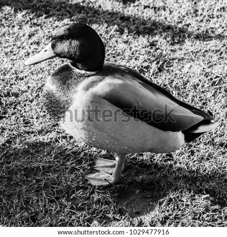male duck mallard on green grass below portrait close up lake black and white; essex; england; uk