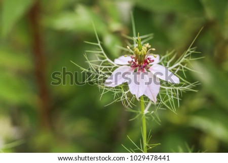 summer, garden, white flowers with a reddish yellowish tinge. Blurred background. Vintage effect.