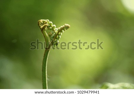 Fern, plant, background