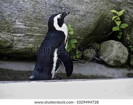 bathing cute penguin                       