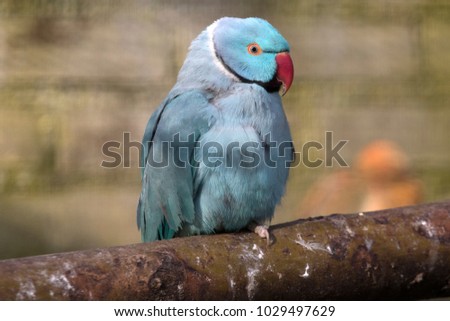 BeautifulTropical blue collar parakeet 