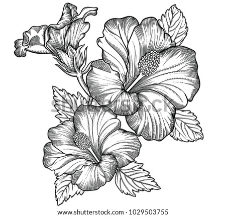 Blooming exotic flowers , detailed hand drawn vector illustration. Romantic decorative flower drawing in line art . All sketches objects isolated on white background. Vector sketch of blooming flowers