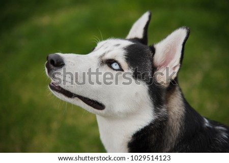 Profile of black and white Siberian Husky puppy with blue eyes mouth closed