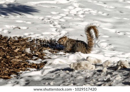 Brown squirrel in the snow