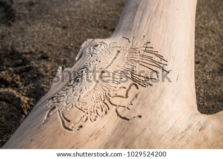 Piece of wood in sand