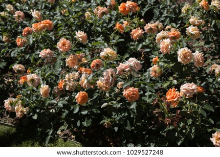 Beautiful colorful roses in a rose garden