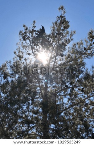 Colorful photo of evergreen tree with a big black raven bird on the top. Nature photo with tree and pine cones on a blue sky background with sun