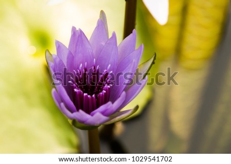 close up of beautiful blooming water lily (lotus) with violet petal (corolla) and violet pollen on gree leaf back ground