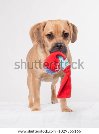 Cute puppy on white background standing with sock toy in mouth