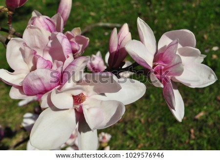 Beautiful blooming Magnolia flowers on a tree in springtime. Detail of spring flowering trees. Large light pink magnolia flowers against clear blue sky with copy space.