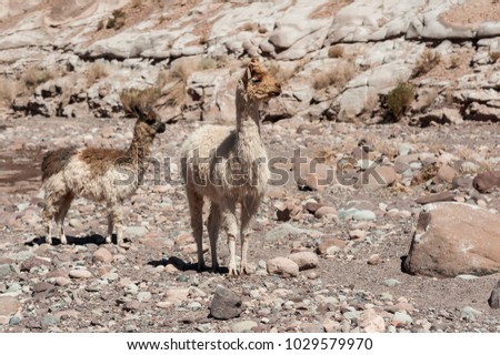 Group of llamas towards the Rainbow Valley (Valle Arcoiris), in the Atacama Desert in Chile.  